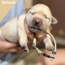 Tan - Yellow female Labrador Retriever puppy in Wilson’s, Virginia from Cedar Hill Farm Labradors
