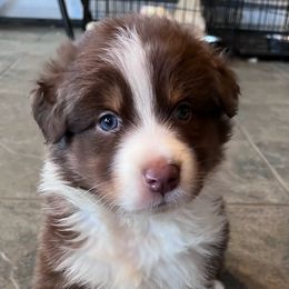 Australian Shepherd Puppies from Discovery Hill Australian Shepherds
