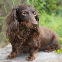 Boy 1 - Chocolate and tan male Dachshund puppy in Graceville, Florida from Misty's 101 Doxies