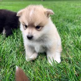 Valor - Wolf sable male Pomsky puppy in Doon, Iowa from Luxury Pomsky