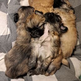 Pekingese puppies from My Unique Peke