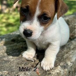 Bo - Brown and white male Jack Russell Terrier puppy in Copperhill, Tennessee from Tuff Country Farm