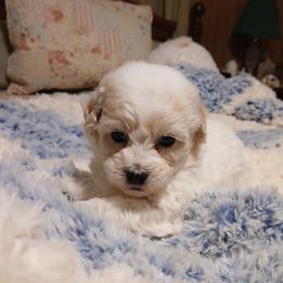 Symphony - White female Havapoo puppy in Blanch, North Carolina from Faithful Hearts Kennel