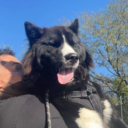 Siberian Husky All Grown Up from Joel's Husky Kennels