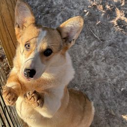 Brew - Pembroke Welsh Corgi