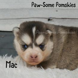 Mac - Silver male Pomsky puppy in Krum, Texas from Paw-Some Pomskies
