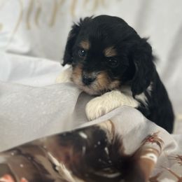 Garland - Black and white male Cavapoo puppy in Waynesboro, Virginia from Forest Creek Kennel