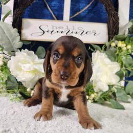 Athena - Brown white and tan female Beagle puppy in Pottersville, Missouri from Lovan's Spring Creek Kennel