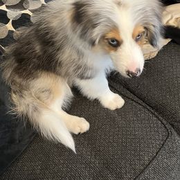 Aussiedoodle Puppies from Hearth&Hound Doodles