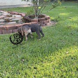 Purple collar - Gray and fawn female Cane Corso puppy in Laplace, Louisiana from Tou Tru kennel