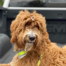 Goldendoodle All Grown Up from Stringer's Goldendoodles