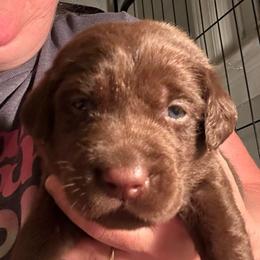 Red Boy - Chocolate male Labrador Retriever puppy in Rock Hill, South Carolina from North Star Retrievers