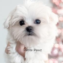 Maltese puppies from Petite Pawz