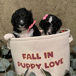 Bernedoodle Puppies from Northern NY Bernedoodles