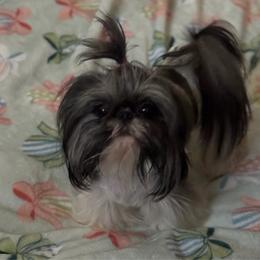 Mina - Shih Tzu