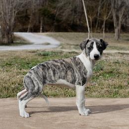Clara - White and fawn brindle female Whippet puppy in Gentry, Arkansas from Mardel Robeson of Mulberry Hollow Whippets