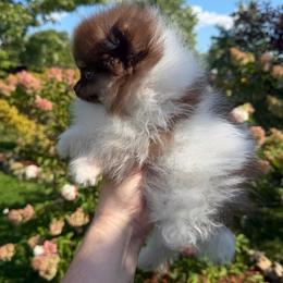 Tiny Boss - Chocolate parti male Pomeranian puppy in Waterloo, Indiana from Garcias Pomeranian