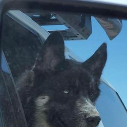 Siberian Husky Puppies from North Valley Huskies