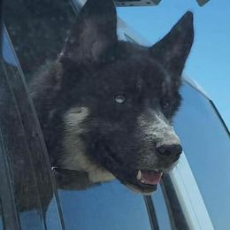 Siberian Husky Puppies from North Valley Huskies