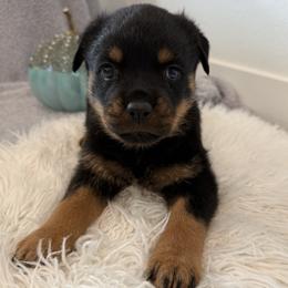Stormi - Black and mahogany female Rottweiler puppy in Parker, Colorado from Denver Rottweilers
