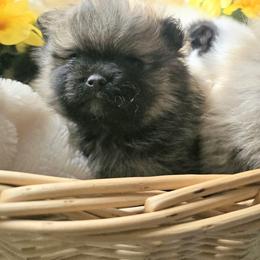 Pomsky Puppies from Amazing High Desert Pomskys