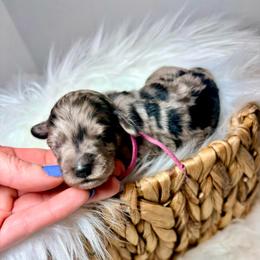 Stevie - Merle female Cockapoo puppy in Denver, Pennsylvania from Greenview Puppies