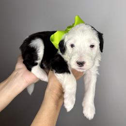 Green Collar - Black and white male Sheepadoodle puppy in Camden, North Carolina from Luv My Doodle