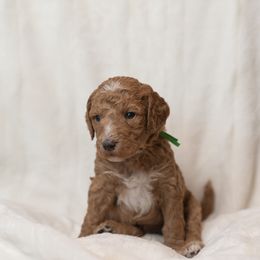 Goldendoodle and Poodle Puppies from Desert Born Kennel