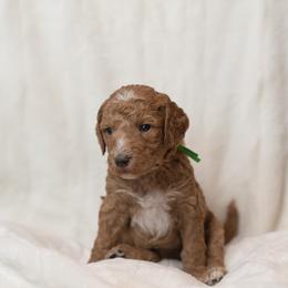 Goldendoodle and Poodle Puppies from Desert Born Kennel