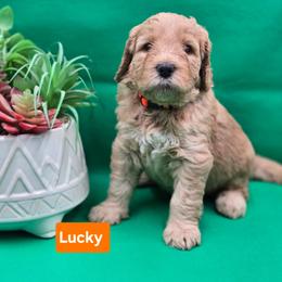 Lucky - Apricot male Goldendoodle puppy in Summerville, South Carolina from Channys Doodles