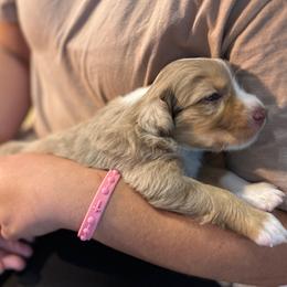 Ziti Girl 6 - Red merle female Australian Shepherd puppy in Johnson City, Tennessee from St. Isidore Australian Shepherds