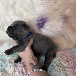 Dark blue collar - Gray male Cane Corso puppy in Opelousas, Louisiana from Azelees Cane Corso