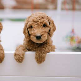 Goldendoodles from Hey Doods Doodles LLC