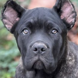 Cane Corso from Montanaro Cane Corsos