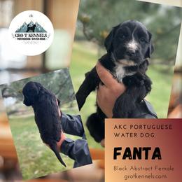 Fanta - Black and white female Portuguese Water Dog puppy in Weston, Idaho from Gro-T Kennels