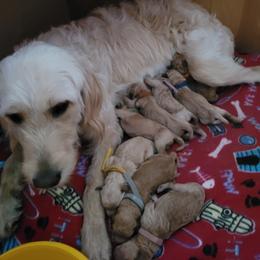 Goldendoodle Puppies from 3 Willows Goldendoodles