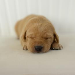 Darcy - Yellow female Labrador Retriever puppy in Allons, Tennessee from UC Labradors LLC