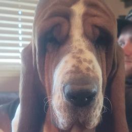 Dutch - Basset Hound