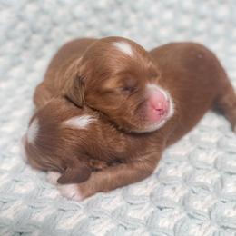 Twix - Red and white male Cockapoo puppy in Pledger, Texas from Sugarbear Cockapoos