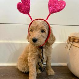 Hunk - Parti male Goldendoodle puppy in Social Circle, Georgia from Poppiedoodle Farms