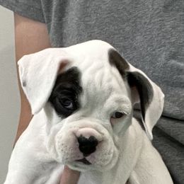 Boxer Puppies from Tammy Davison