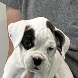 Boxer Puppies from Tammy Davison