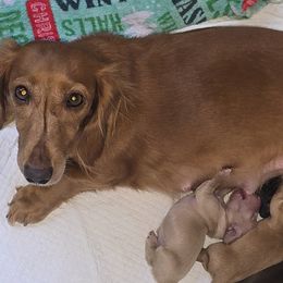 Dachshunds and Poodles from Rosies Doxies CKC