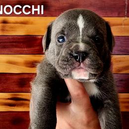 Gnocchi - Blue tri-color male Bulldog puppy in Washington from Sun City Campeiro Bulldogs