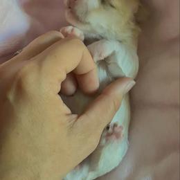 Snickerdoodle - White and tan female Morkie puppy in Tucson, Arizona from Sun-Kissed Morkies
