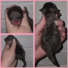 Girl 1 - Blue merle female Pomeranian puppy in Washington, North Carolina from Grace's Poms🐾💕