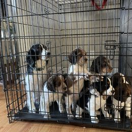 English Springer Spaniel All Grown Up from Sugar Creek Springer Spaniels