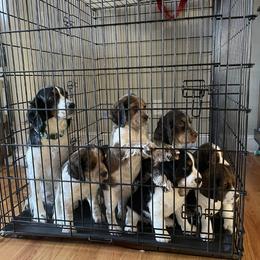 English Springer Spaniel All Grown Up from Sugar Creek Springer Spaniels