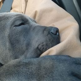 Cane Corso All Grown Up from Bear Valley Cane Corso