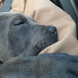 Cane Corso All Grown Up from Bear Valley Cane Corso